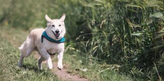 Ile razy w tygodniu powinno się biegać?